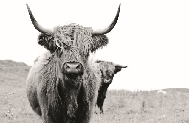 Kunstinjkeuken_keukenachterwand_spatscherm_zonderboren_twee_hooglanders_zwart-wit