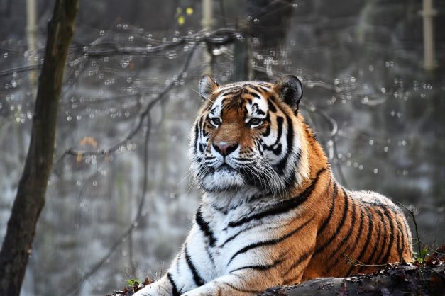 Kunstinjekeuken_keukenachterwand_spatscherm_Liggende tijger_regen
