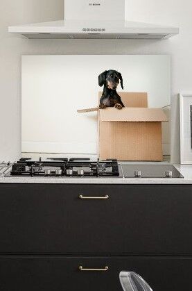 spatscherm met teckel Roos