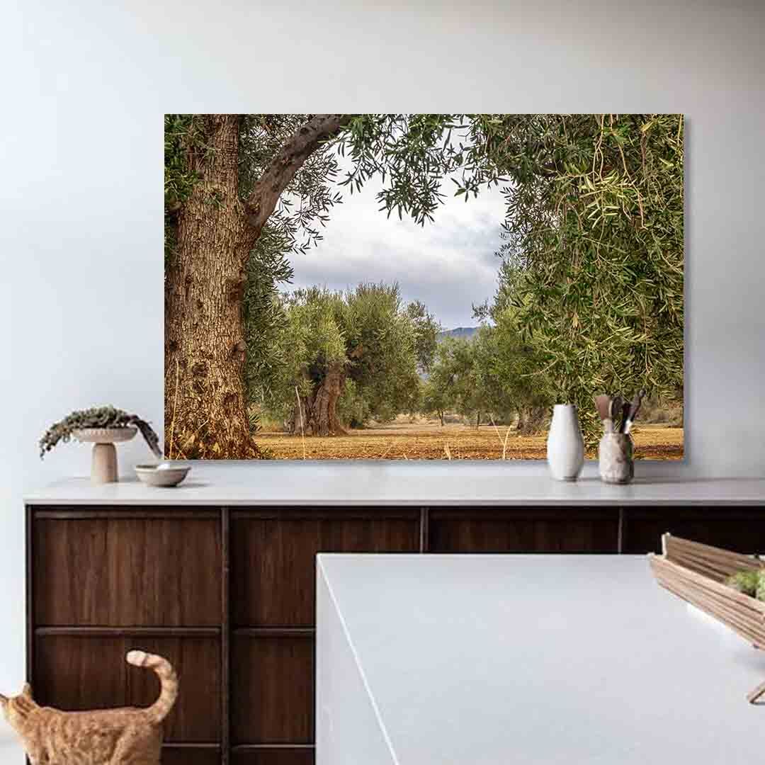 Achterwand olijfboomgaard