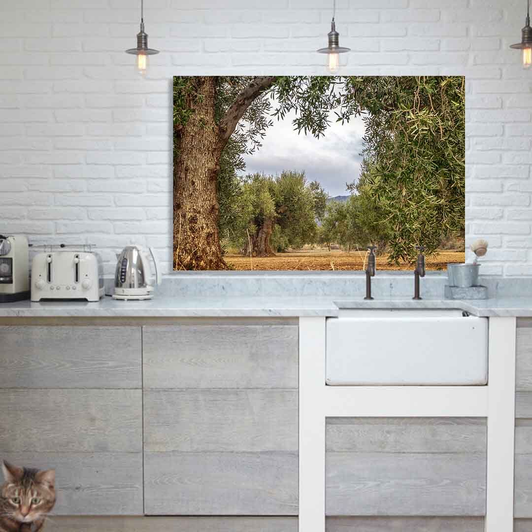 Backsplash olijfboomgaard