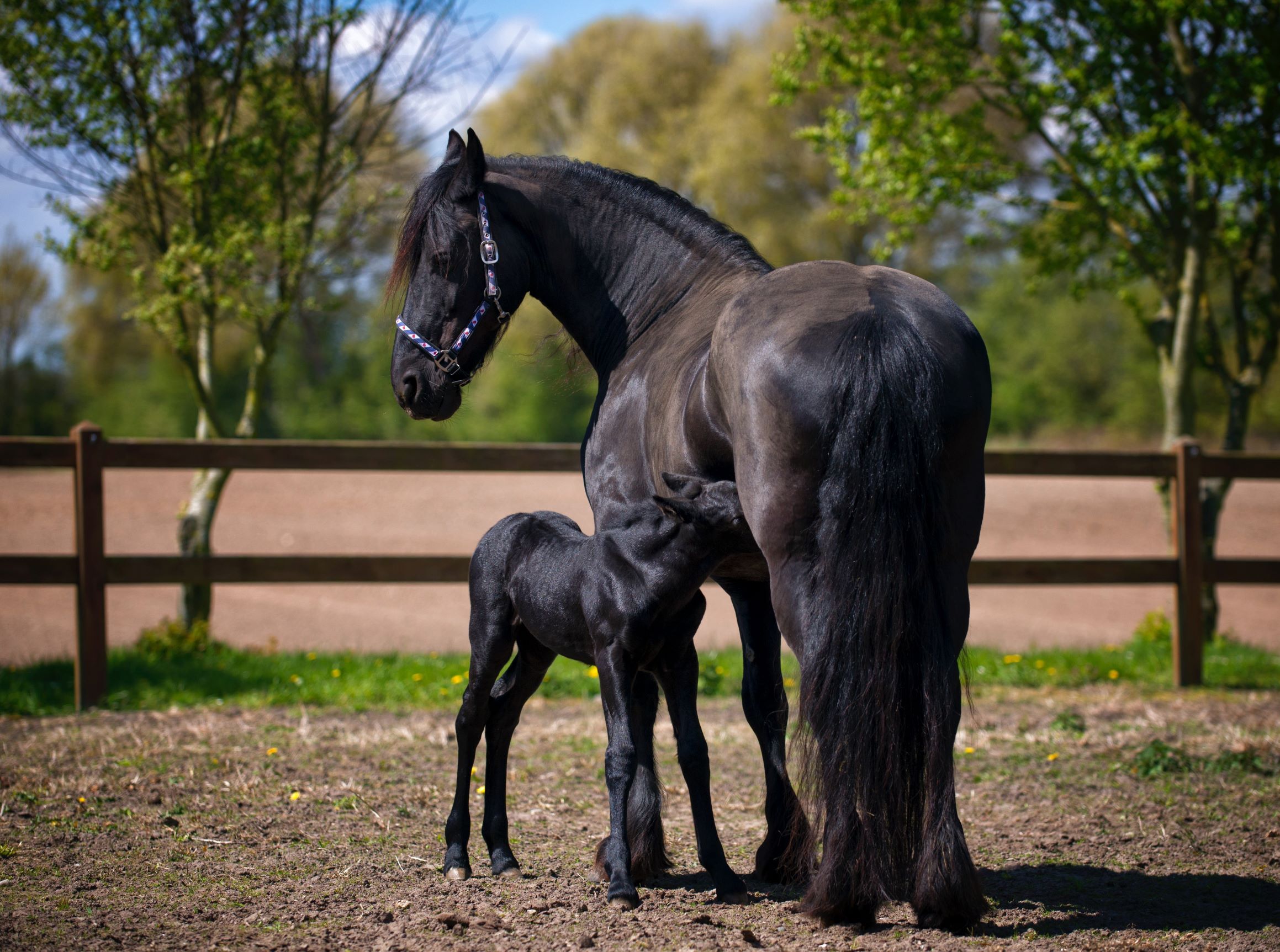 Kunstinjkeuken_keukenachterwand_spatscherm_fries-paard-met-veulen