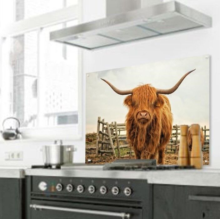 Schotse hooglander voor hek